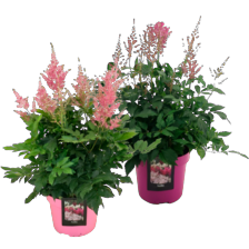 Astilbe mix